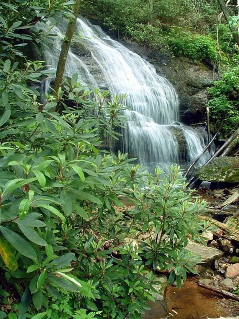 An image depicting the trail Hickey Fork Trail to White Oak Flats Loop Trail and its surrounding area.