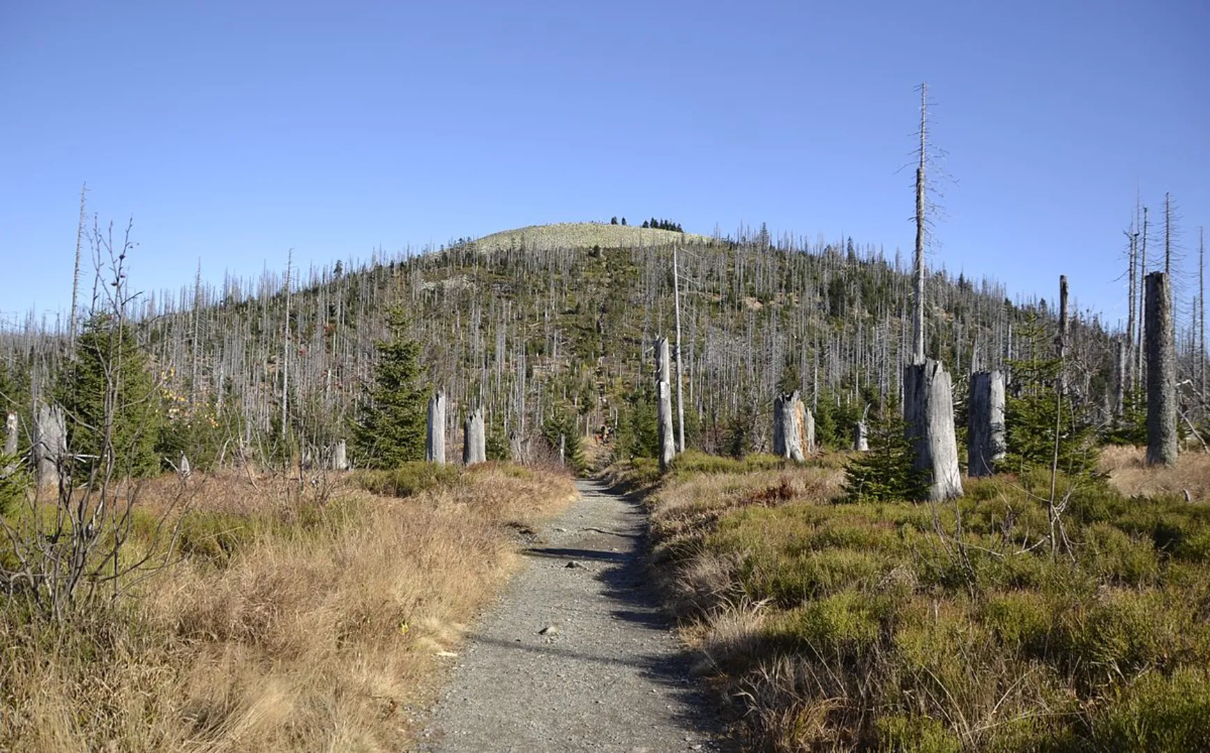 An image depicting the trail Lusen and Hirschkopfbrücke Loop via Soldanelle and its surrounding area.