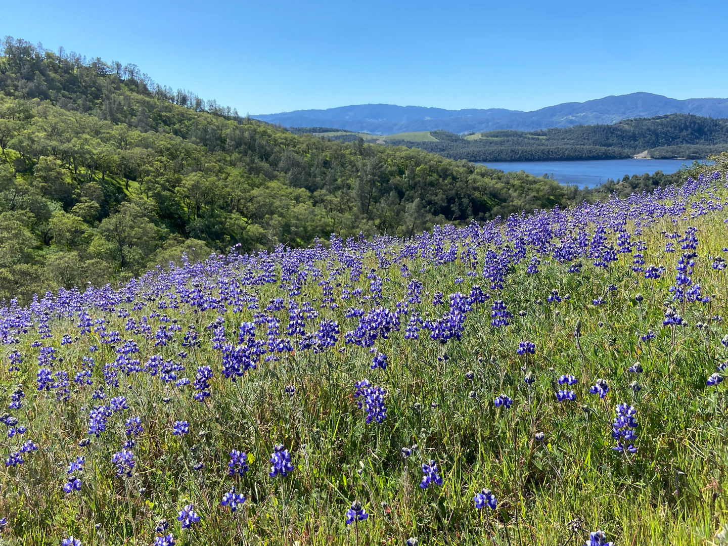 An image depicting the trail Valentine Vista and Moore Creek Loop Trail and its surrounding area.