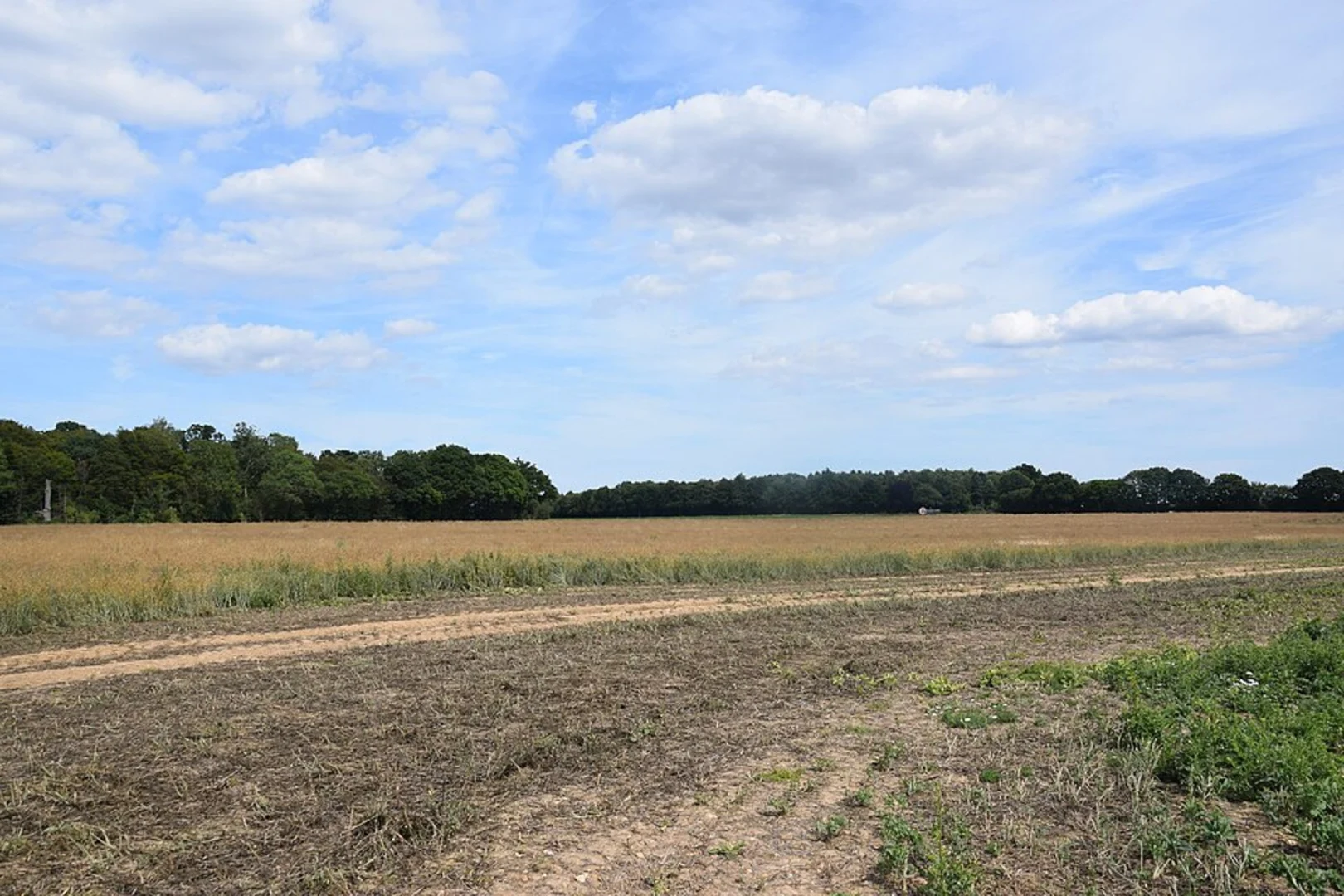 An image depicting the trail Toppinghoehall Wood and Lost Wood Loop and its surrounding area.