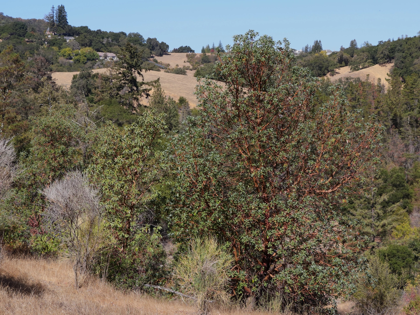 An image depicting the trail Saratoga to The Skyline Trail and its surrounding area.