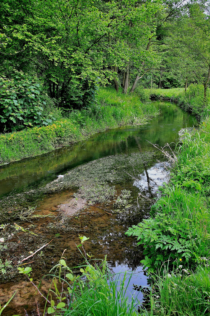An image depicting the trail Forge Valley Woods Walk and its surrounding area.