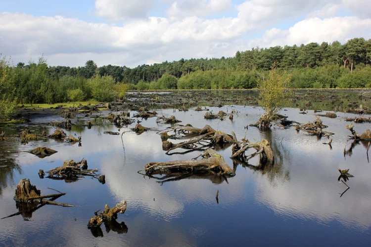 Delamere Forest North Loop