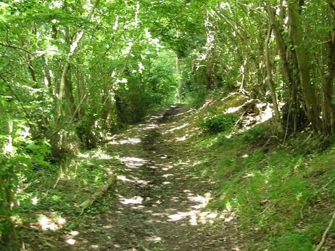 Sevenoaks Wood Loop