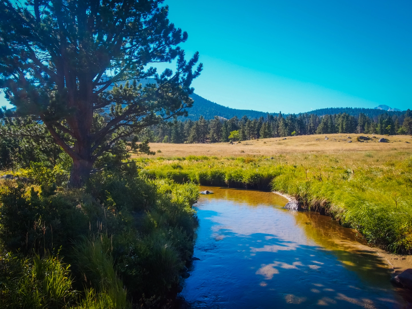 An image depicting the trail Deer Ridge Trail and its surrounding area.