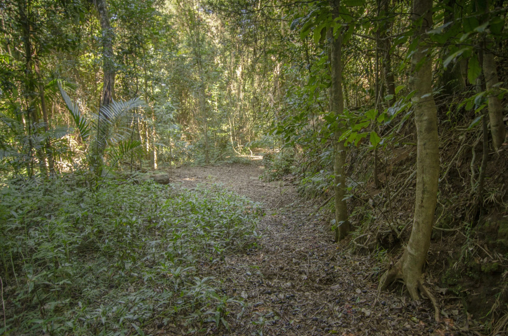 An image depicting the trail Mount Matheson Loop Walk and its surrounding area.