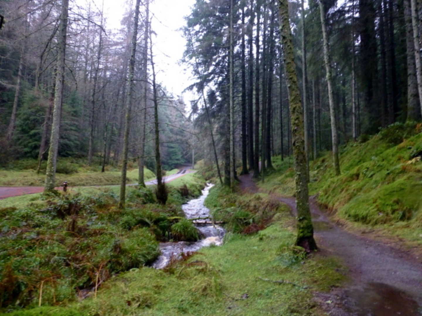 An image depicting the trail Gortin Glen Loop and its surrounding area.