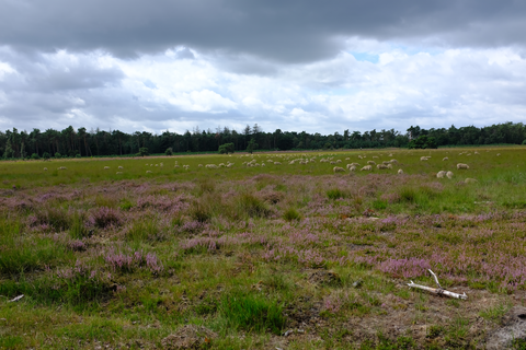 Strabrechtsche Heide, Collsche Heide and Luchen Loop
