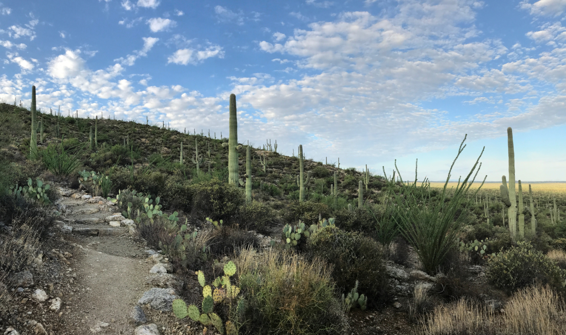 An image depicting the trail Wildhorse Trail and its surrounding area.