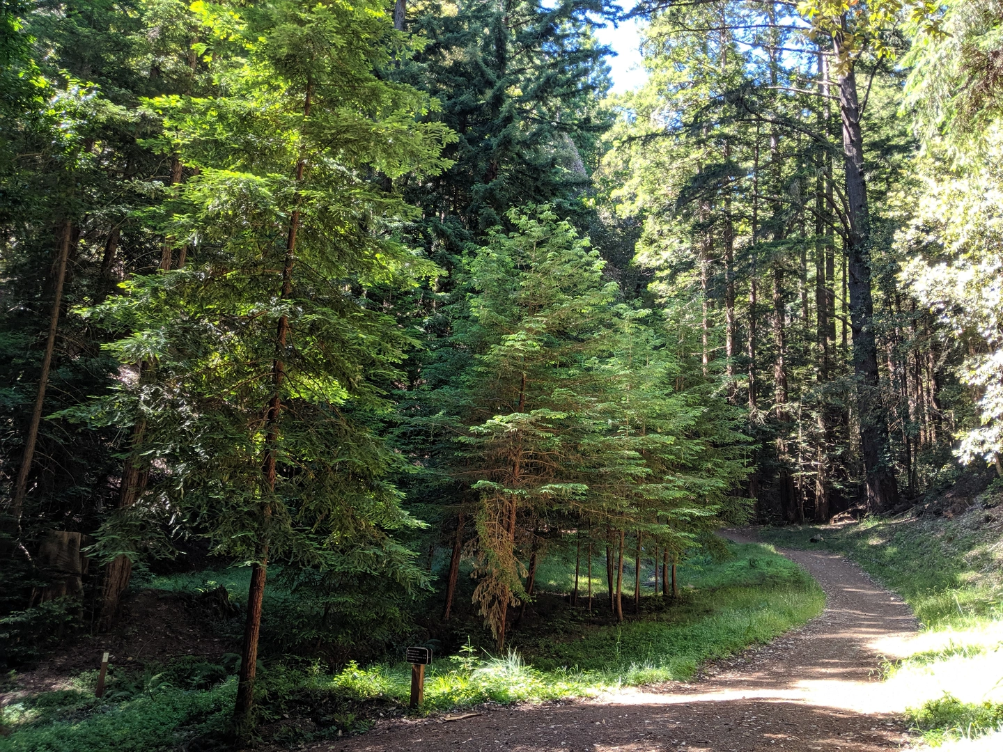 An image depicting the trail Morena Sierra Loop via Methuselah Trail and its surrounding area.