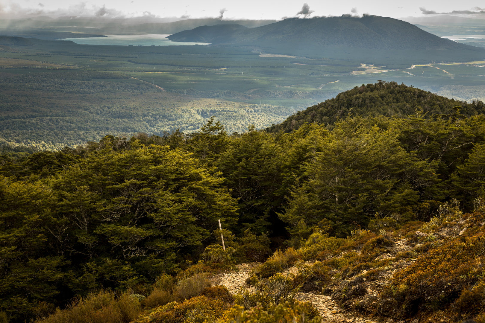 An image depicting the trail Urchin Track to Waipakihi Valley and its surrounding area.