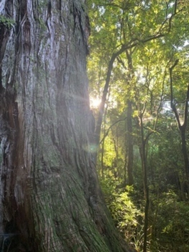A’Deanes Bush Walk