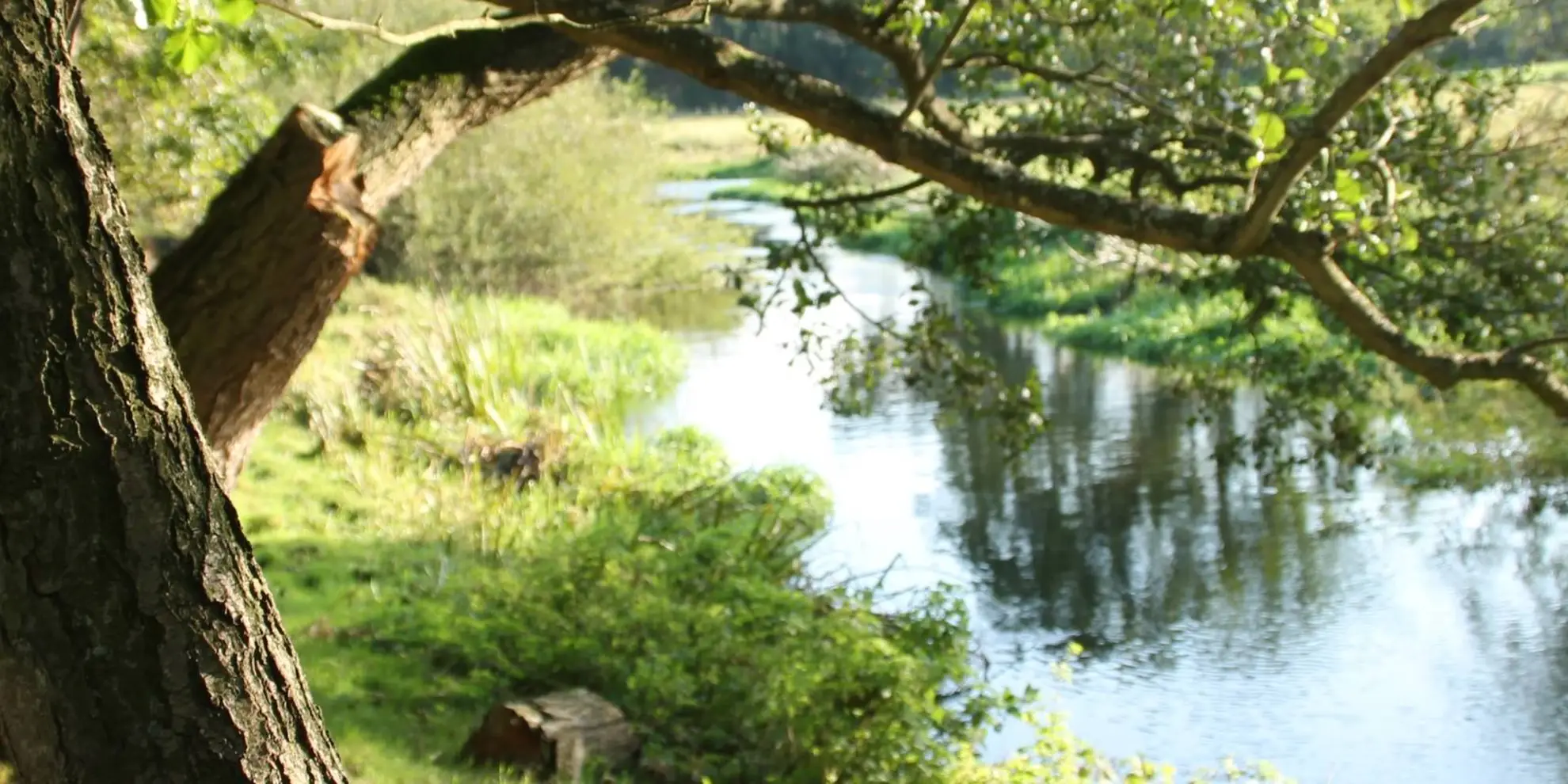 An image depicting the trail Wensum Way and its surrounding area.