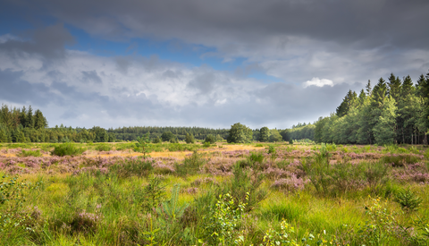 Golloerveen and Elper Noorderveld Loop