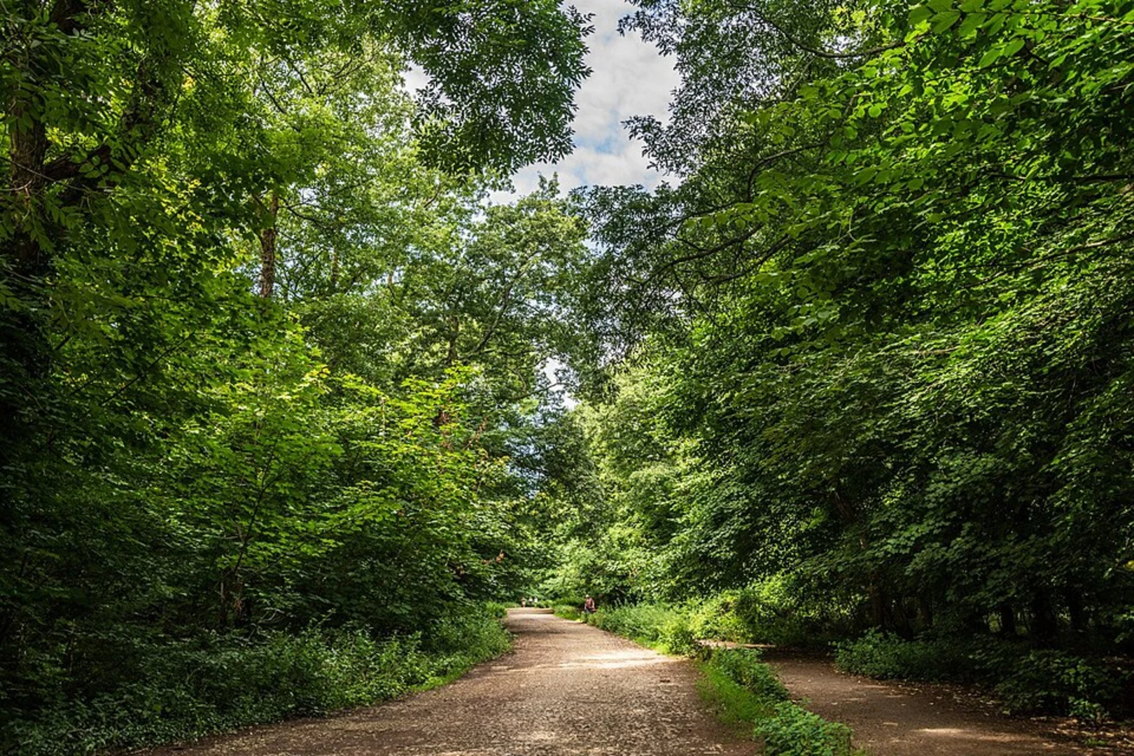 An image depicting the trail Weston Woods Loop and its surrounding area.
