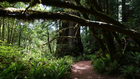 Ossagon Trail , Davison Trail and Fern Canyon Trail