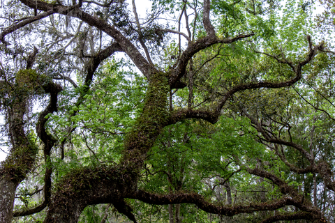 Withlacoochee State Forest - Citrus Perimeter Loop