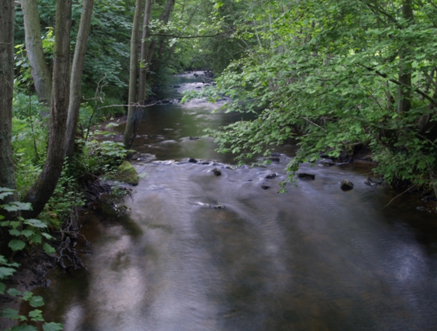 An image depicting the trail Thunder Head Hill Loop and its surrounding area.