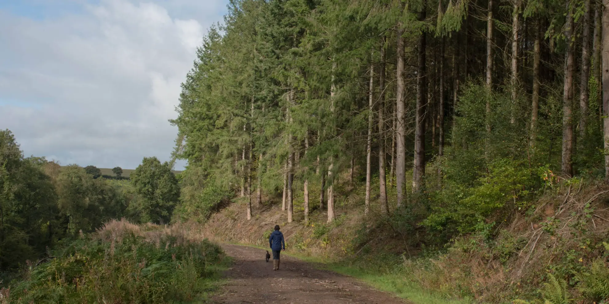 An image depicting the trail Douglas Fir Trail and its surrounding area.
