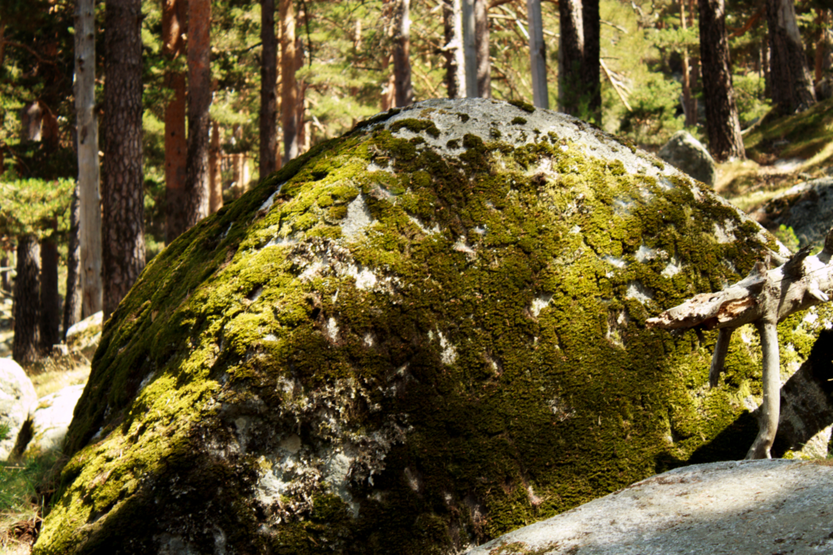 An image depicting the trail Schmid Trail and its surrounding area.