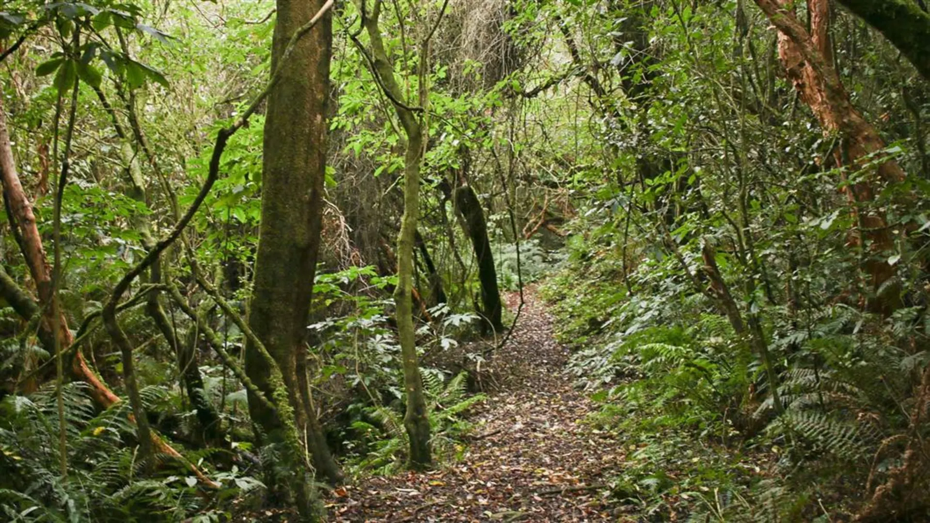 An image depicting the trail Picnic Gully Track and its surrounding area.