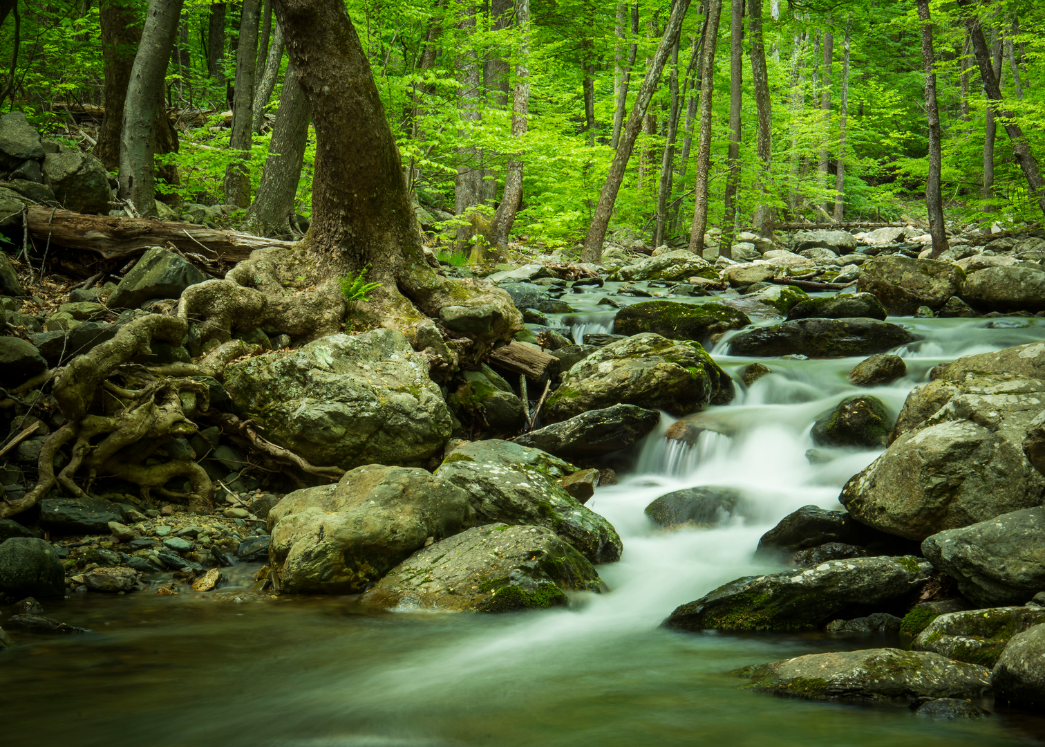 An image depicting the trail White Oak Falls via White Oak Canyon Trail and Cedar Run Trail and its surrounding area.