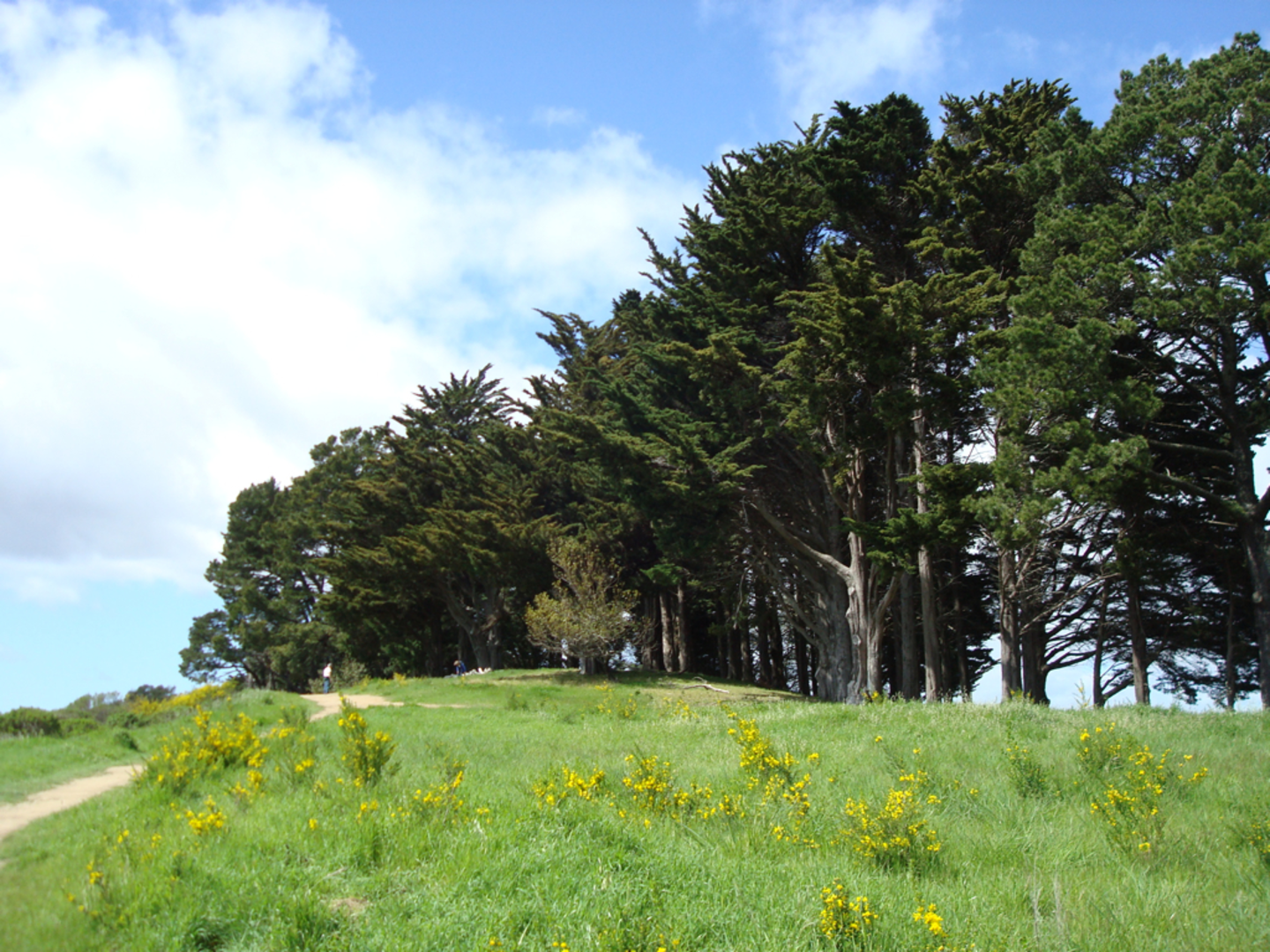 An image depicting the trail Grizzly Peak and Skyline Trail and its surrounding area.