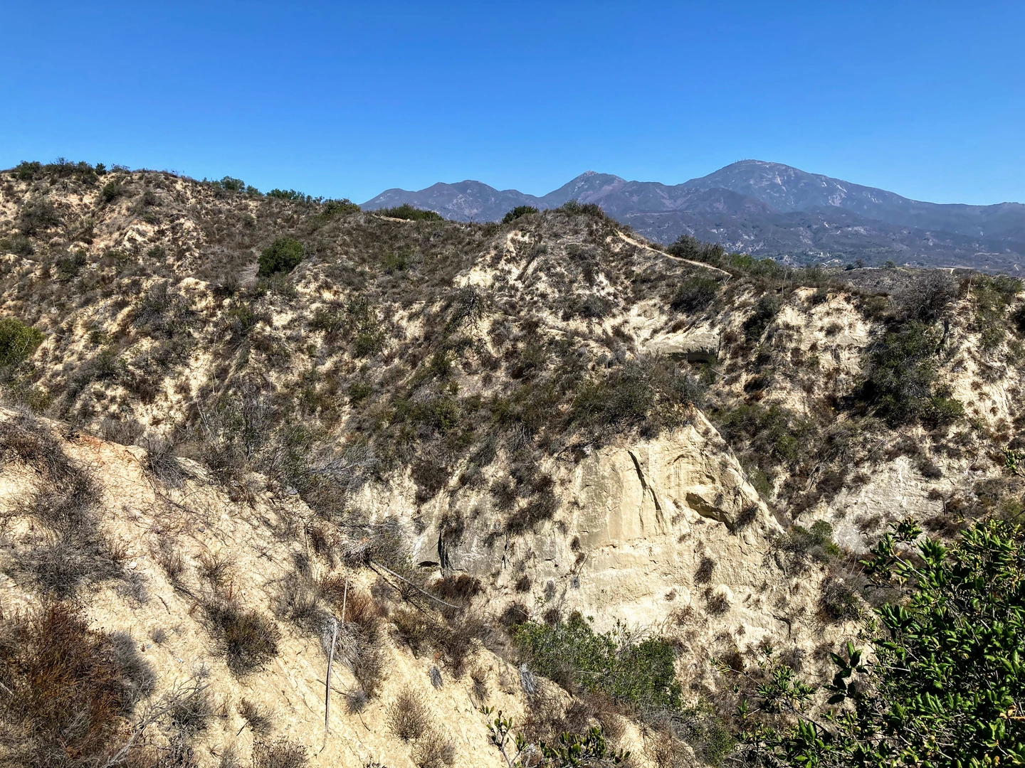 An image depicting the trail Live Oak Trail - Short and its surrounding area.