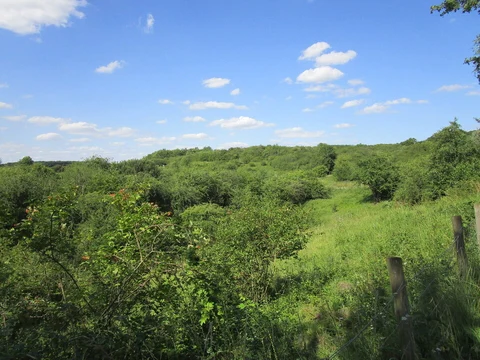 Fermyn Woods