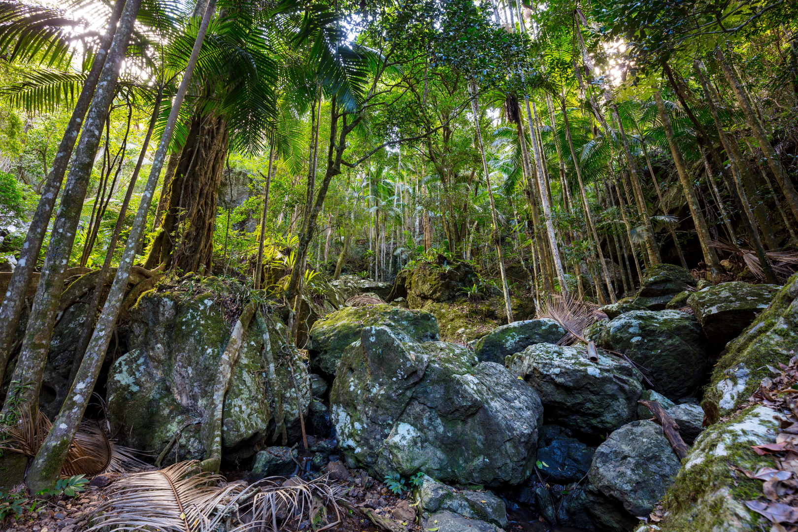 An image depicting the trail Gold Coast Hinterland Great Walk and its surrounding area.