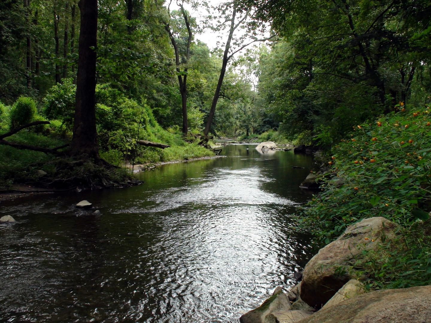 An image depicting the trail Ridley Creek via White Trail and its surrounding area.