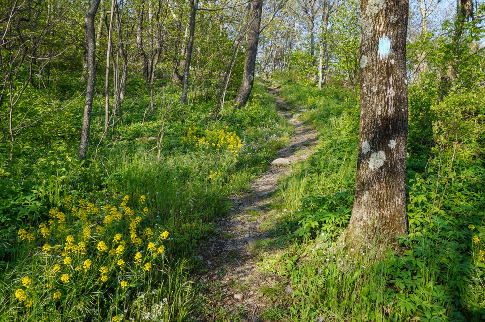 An image depicting the trail Frazier Discovery Trail and its surrounding area.