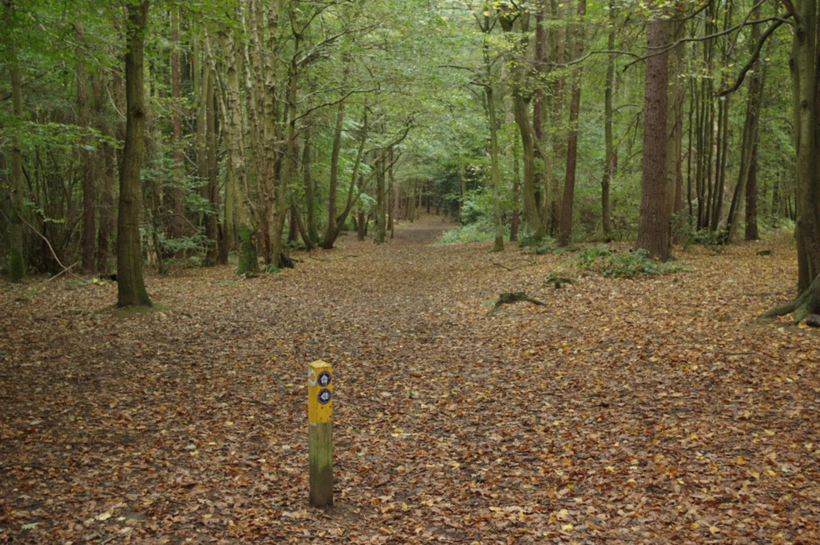 An image depicting the trail Hartshill Country Park and its surrounding area.