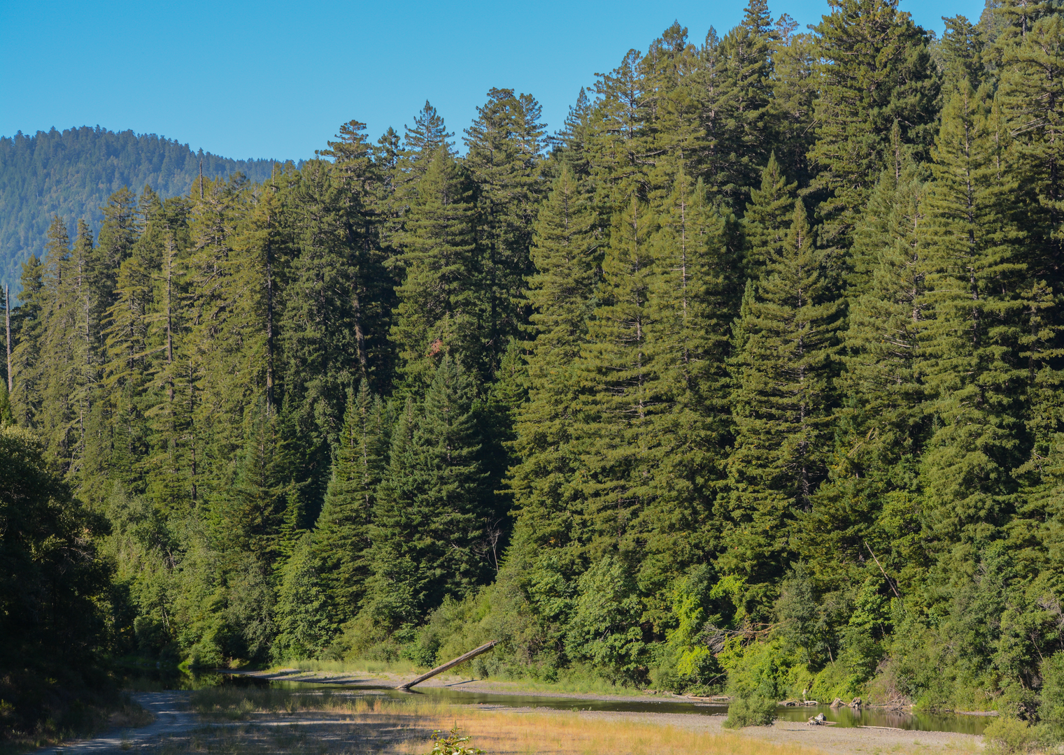 An image depicting the trail Fleischmann Grove Trail and its surrounding area.