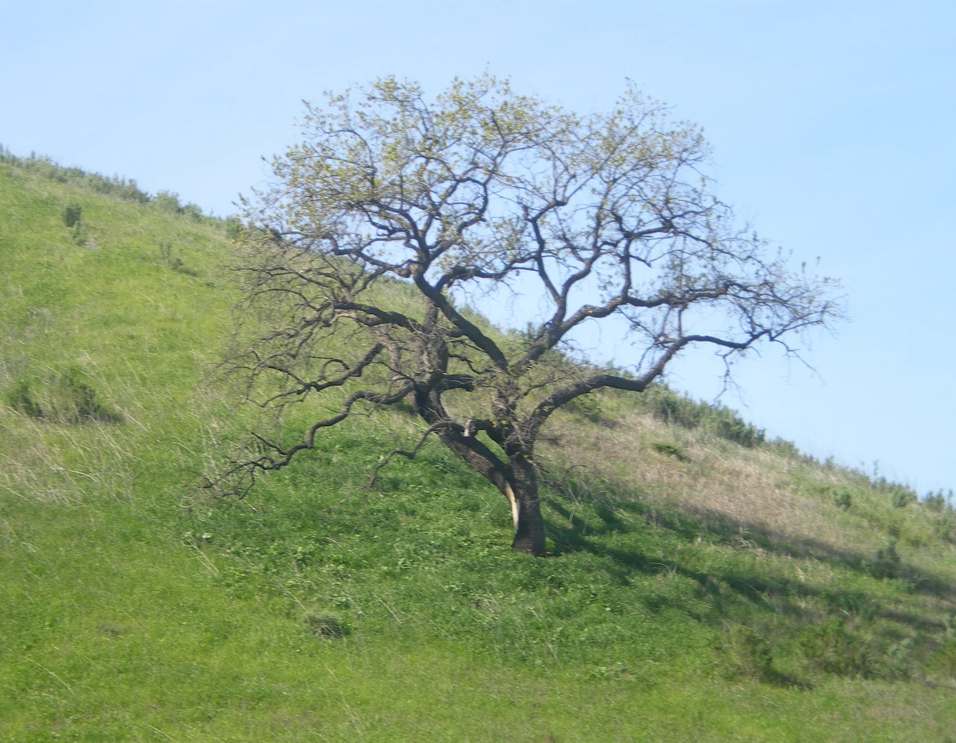 An image depicting the trail Upper Las Virgenes Canyon Trail and East Las Virgenes Canyon Trail Loop and its surrounding area.