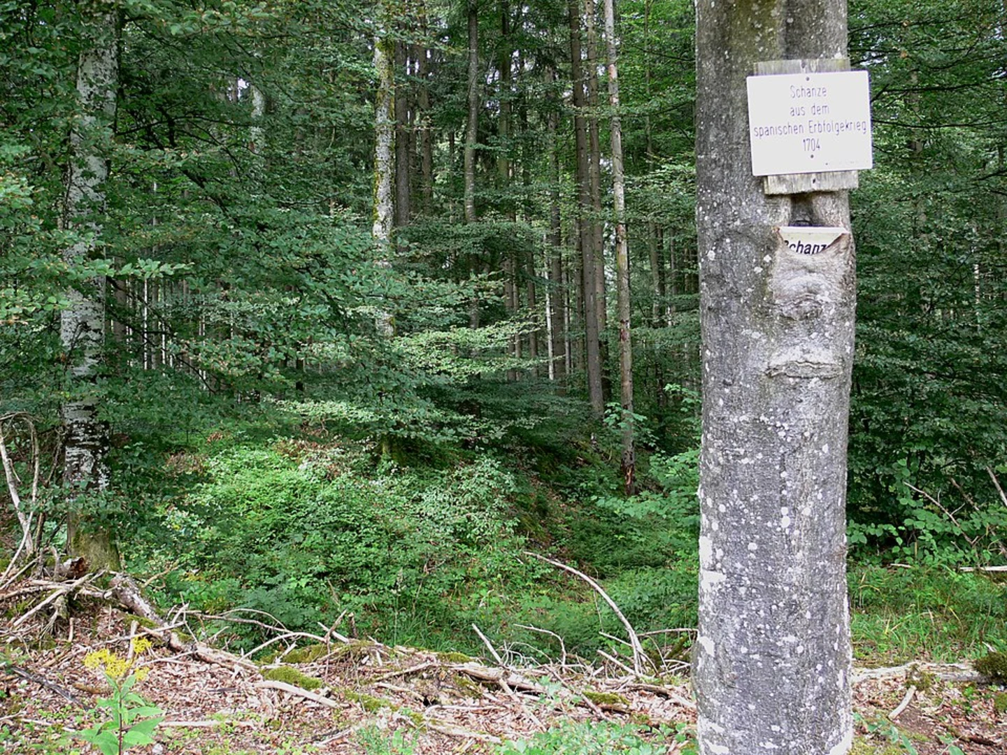 An image depicting the trail Neckar, Schreyerhof and Overes Tal Loop and its surrounding area.