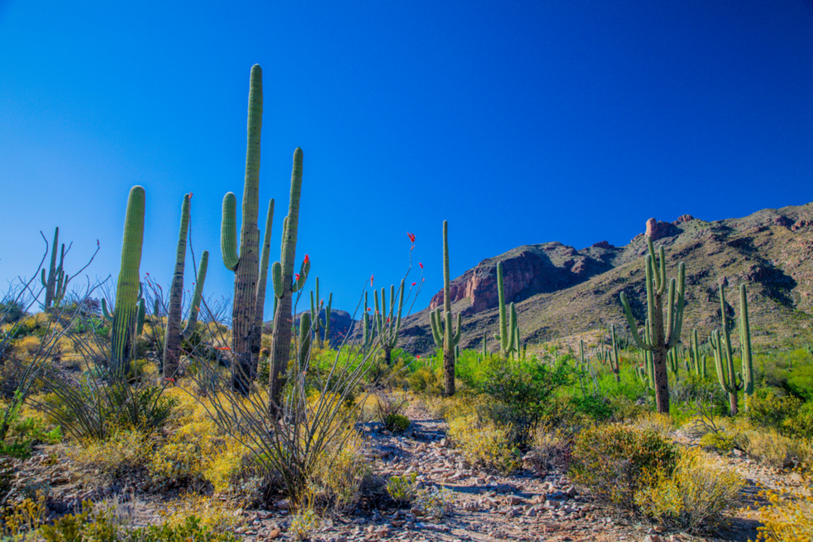 An image depicting the trail Pontatoc Ridge via Pontatoc Trail and its surrounding area.