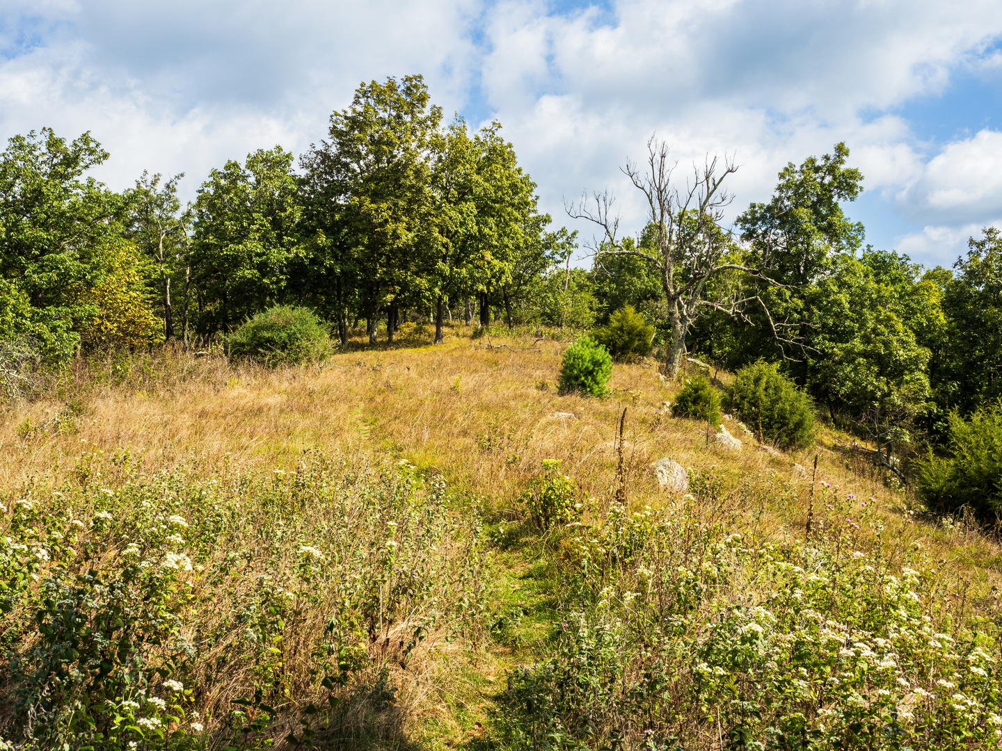 An image depicting the trail Slabcamp Run Trail, Christian Run Trail, Laurel Fork Trail and Buck Run Trail Loop and its surrounding area.