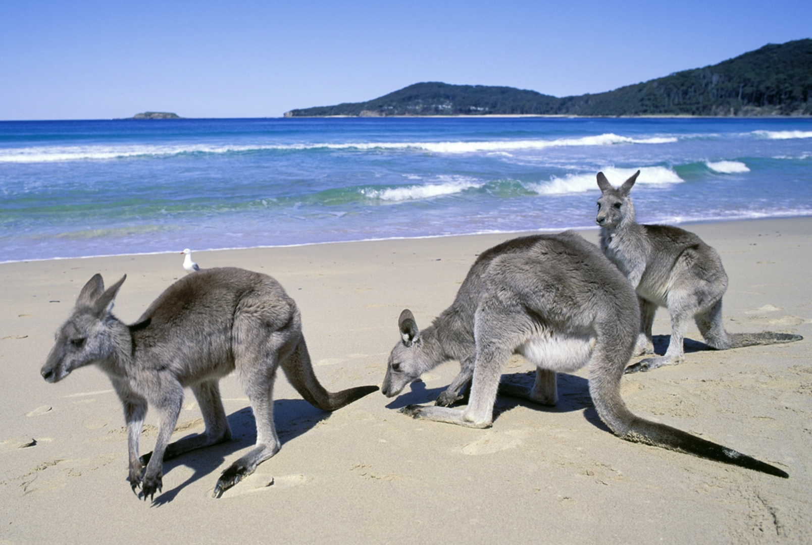 An image depicting the trail Pebbly Beach to Durras Mountain Track and its surrounding area.