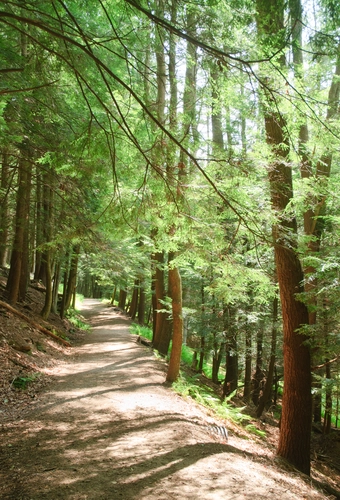 Black Forest Trail