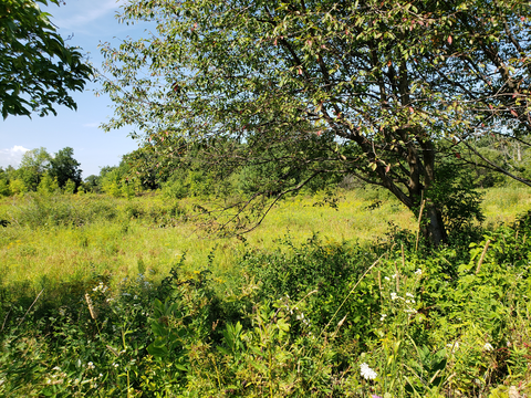 Interloken Trail