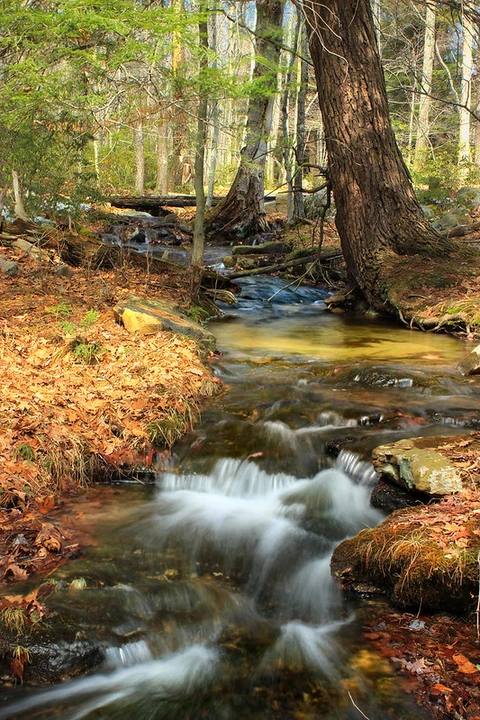 Shades Creek - Gray Trail