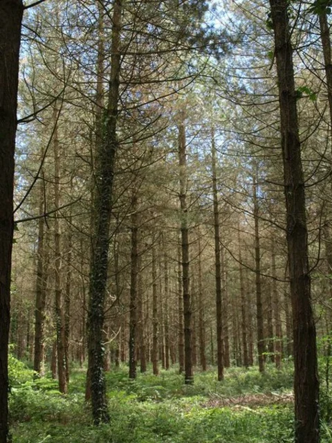 Uphams Plantation and Wheathill Plantation Loop