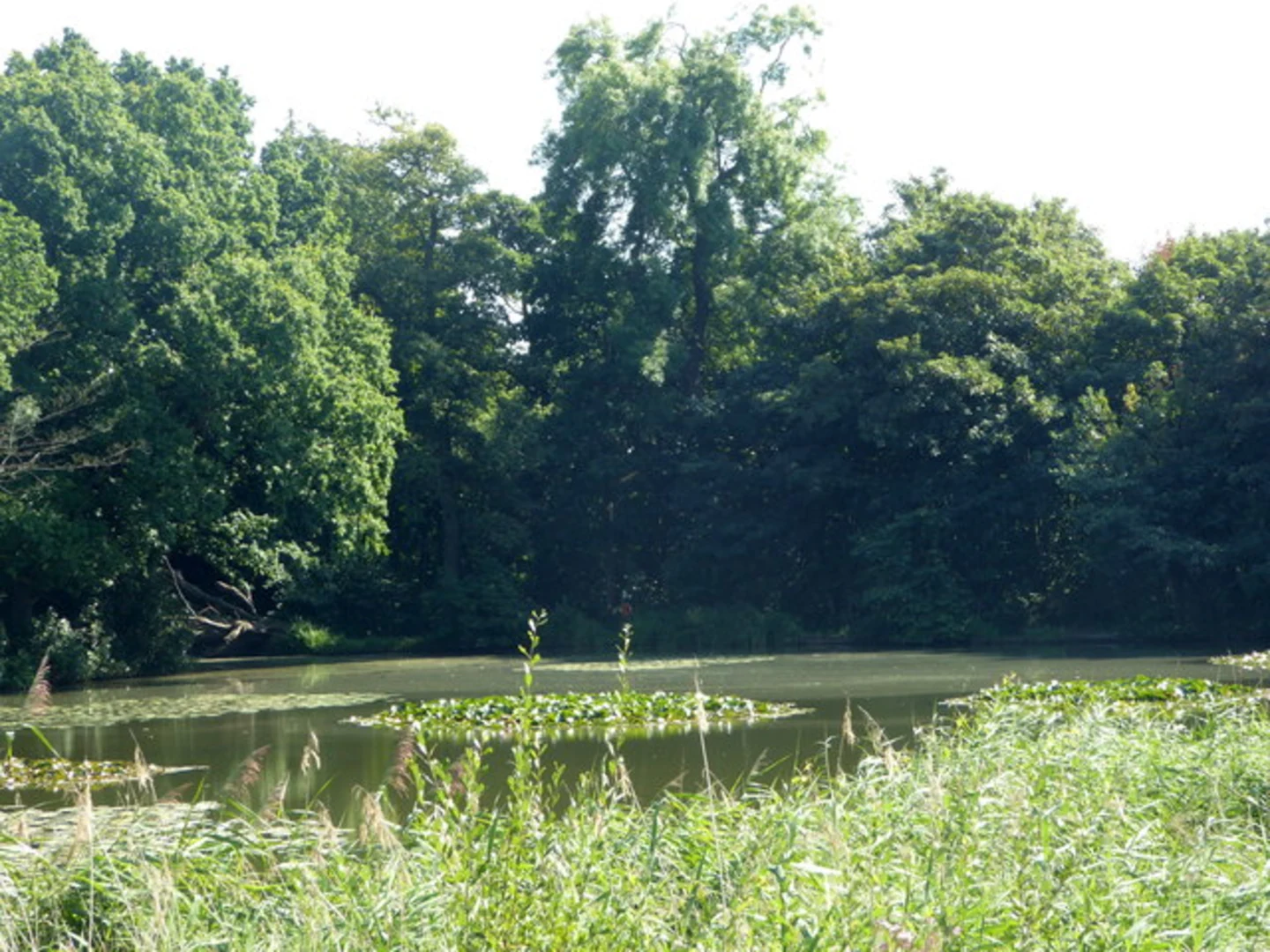 An image depicting the trail Linton Country Park Loop and its surrounding area.
