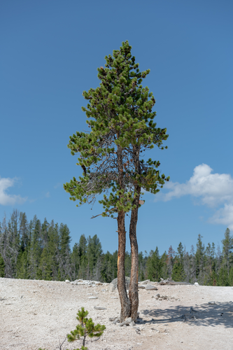 Seven Mile Hole Trail