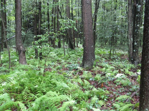 Big Creek Loop