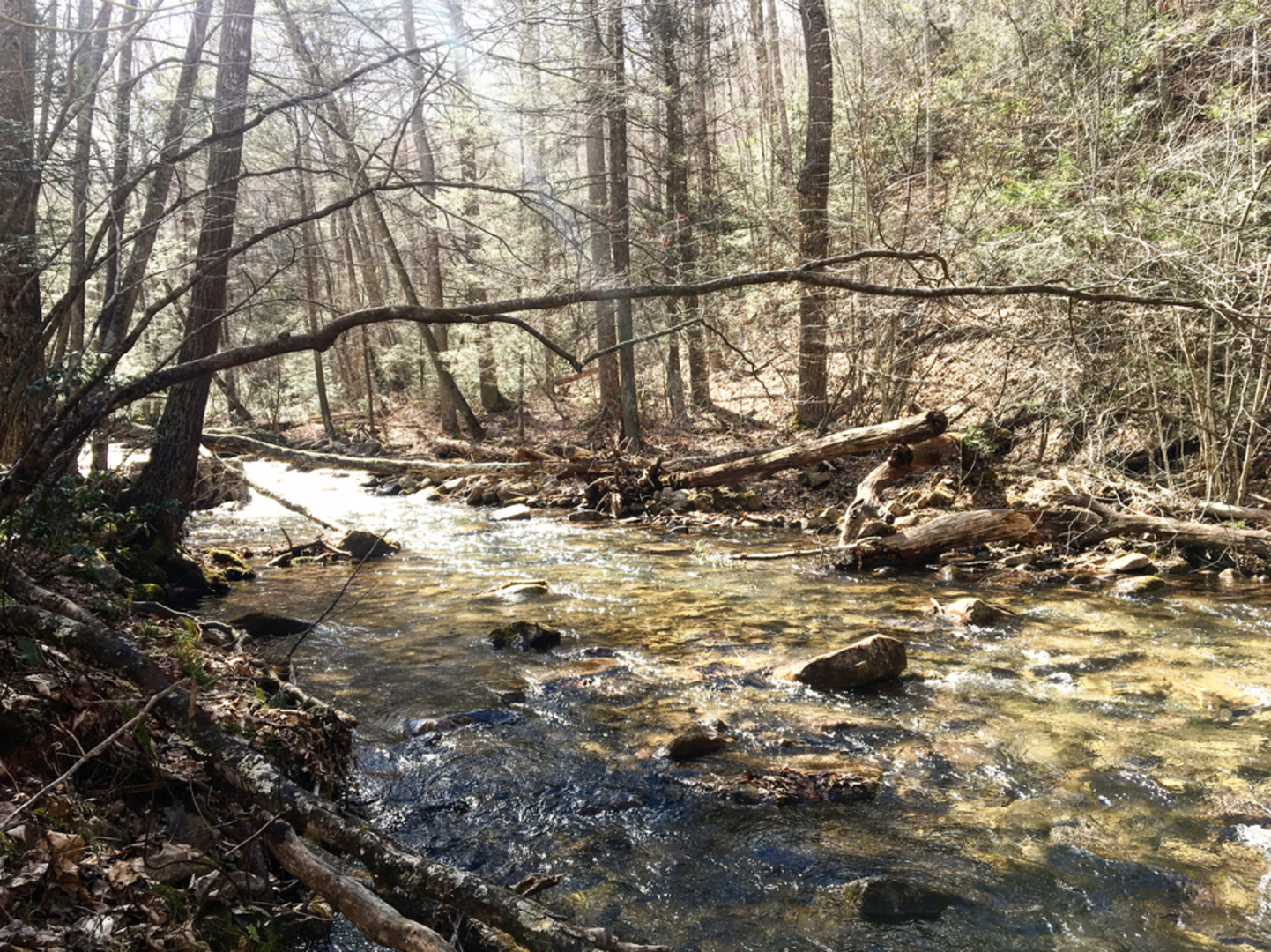 An image depicting the trail Blueberry Trail and its surrounding area.