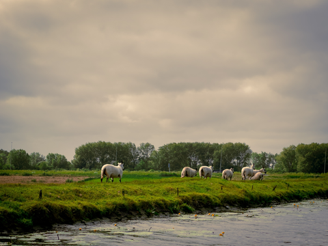 Vogelplas Starrevaart and Vlietland via Duinwaterpad and Hofpolderpad