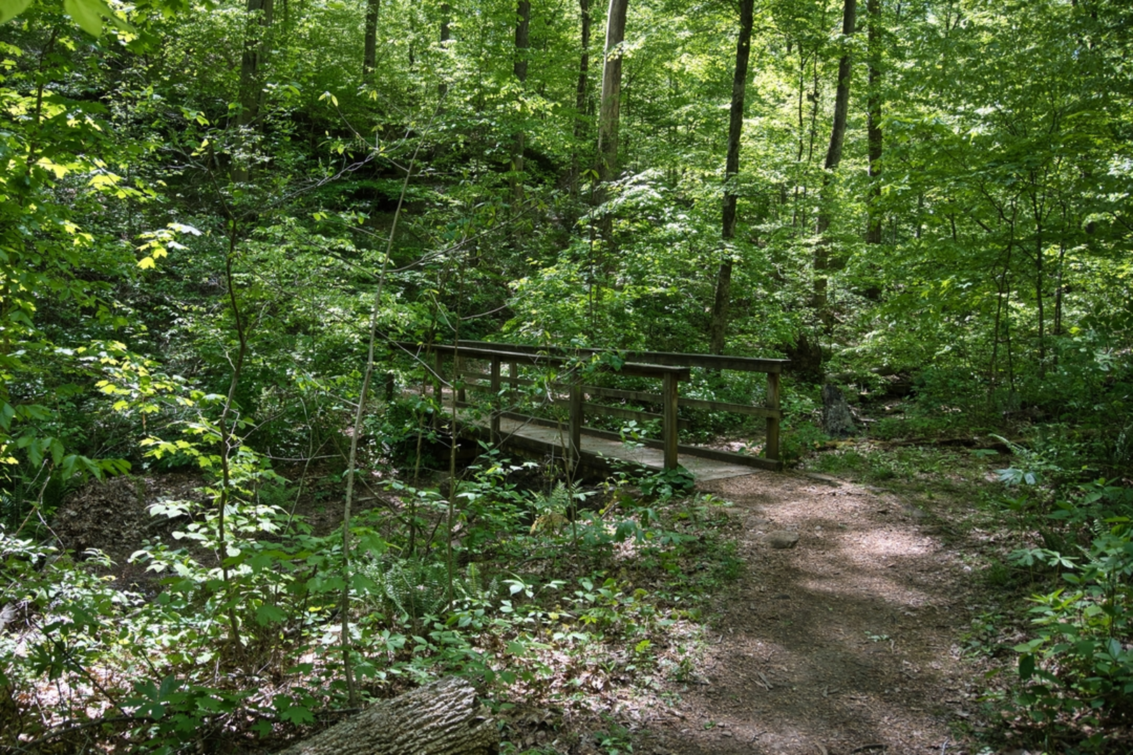 An image depicting the trail Hemlock Cliffs Scenic Trail and its surrounding area.