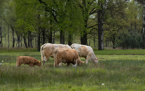 Koevoortseweg, Landsardseweg and Welschapsedijk Loop